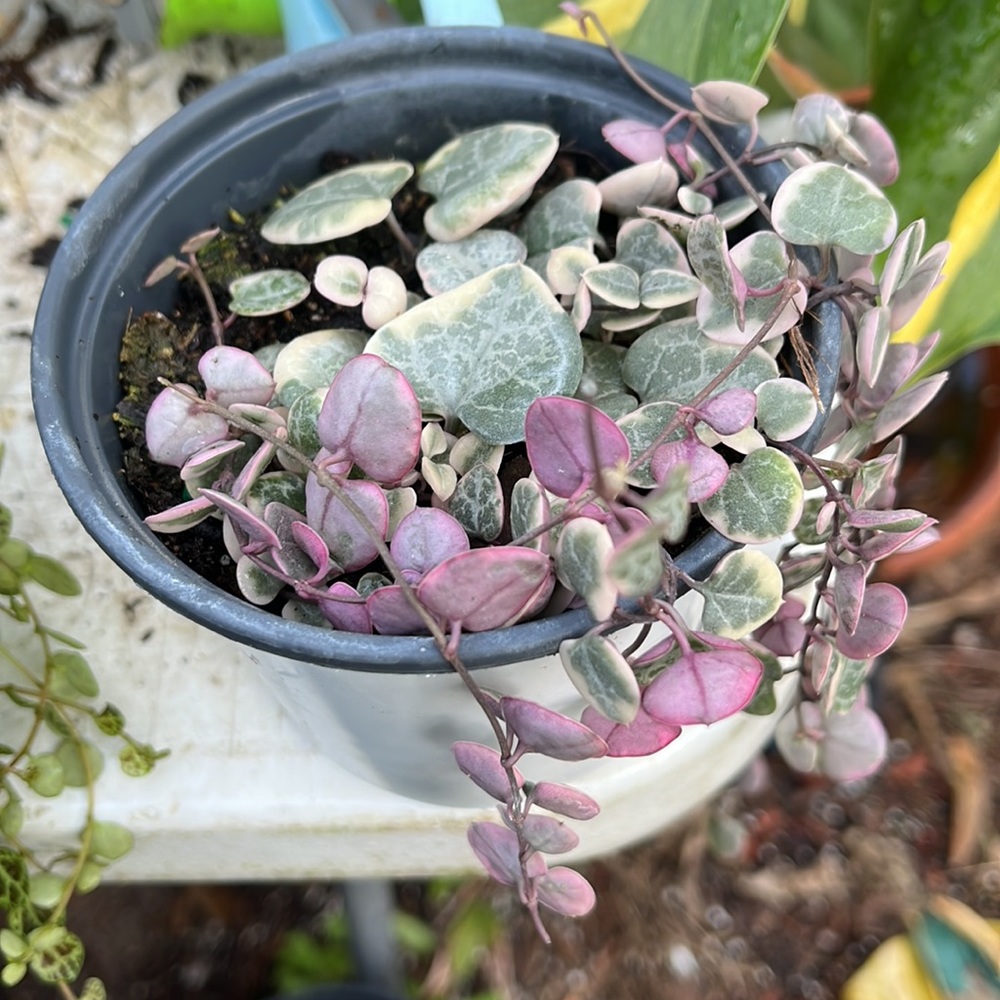 VG string of Hearts 4inch- Ceropegia Woodii out of stock - Picture 4 of 4